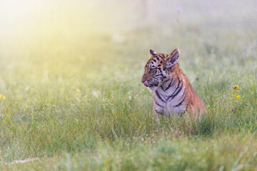 Bengal tiger cub sitting in meadow. Horizontally. 