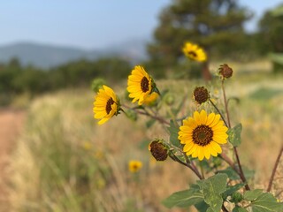 sunflowers