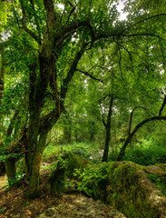 Forêt moussue à Belmont-Luthézieu, Ain, France
