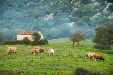 Fototapeta premium Herd of cows grazing in the field