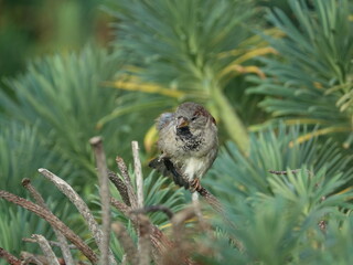male house sparrow (Passer domesticus)