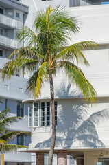 A palm tree in front of a white art deco building in South Beach, Miami.