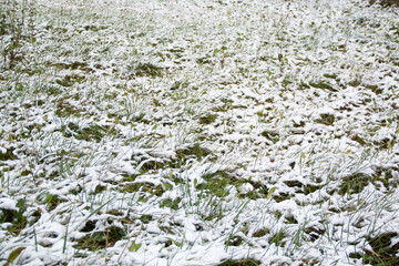 green garden under the first snow