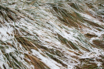 green grass under the first snow