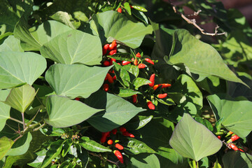 Closeup of a red runner bean or butter bean plant and green leaves