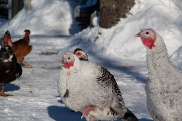 Winter in the village. Birds near snowdrifts