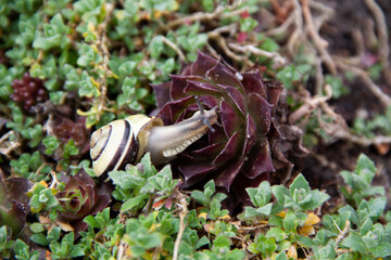 snail and purple flower in the garden