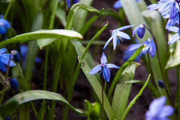 spring blue flowers in the garden