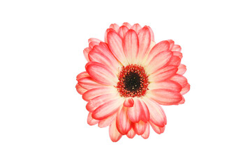 Gerbera daisy isolated