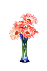 Gerbera daisies in a vase