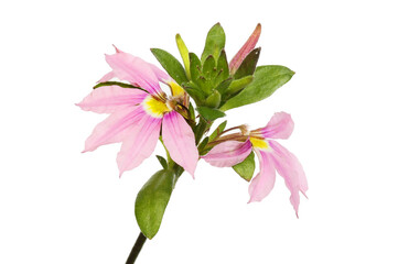 Pink scaevola flowers