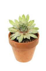 Sempervivum plant in a pot