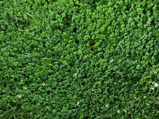 green grass background