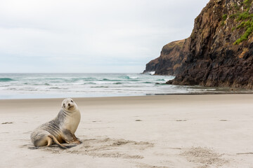 seal on the beach near Cliffs