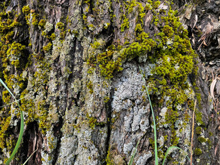 The texture of an old tree with mosses and lichens