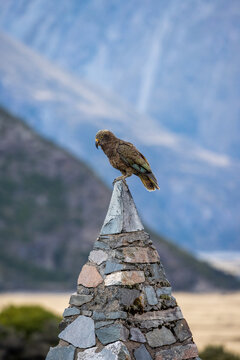 Strigopidae Bilder Durchsuchen 133 Archivfotos, und