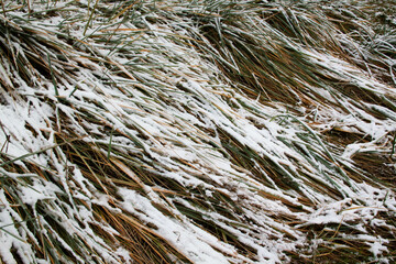 grass in the snow