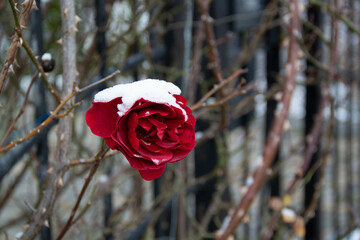 wild rose on the fence in winter