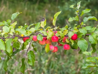 Apples on the branches on the background of greenery in summer