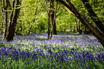 Bluebell woods in early spring