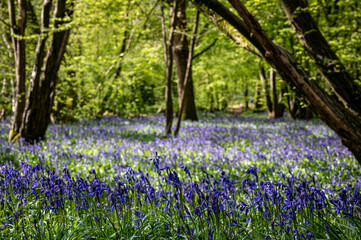 Obraz premium Bluebell woods in early spring
