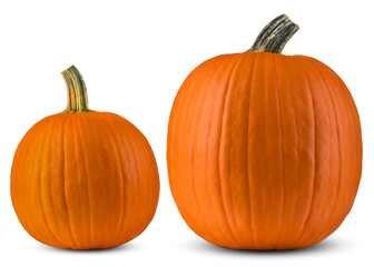 Pumpkin Large and Small. Pumpkins good for Autumn still life, season composition. Concept for Thanksgiving or Halloween. Pumpkin Super macro close up. High resolution photo. White isolated background.