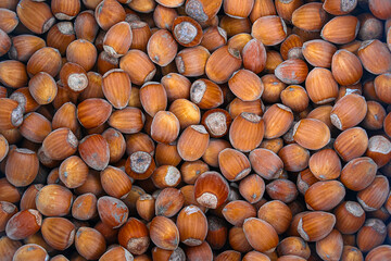 Dry brown hazel nuts background. Pile of unpeeled brown hazel nuts close up.