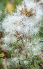 close up of beautiful fluffy seed flower heads of the Creeping Thistle (Cirsium arvense) growing wild on Salisbury Plain, UK