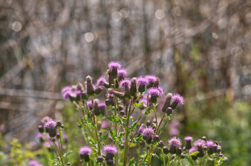Flowers of a Thistle Plant