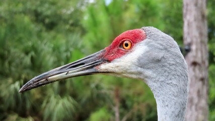 sandhill crane
