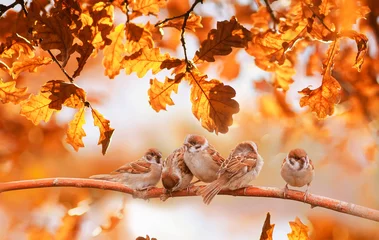 Foto op Canvas bright autumn background with small birds sparrows sitting among the golden oak tree foliage © nataba