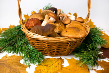 Porcino, honey mushrooms, imleria badia mushrooms in basket on a white background.