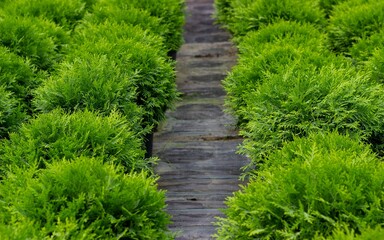 Separating path between rows of western thuja seedlings