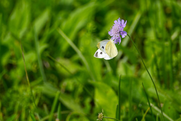 Large white butterfly (Pieris brassicae) perched on purple flower in Zurich, Switzerland