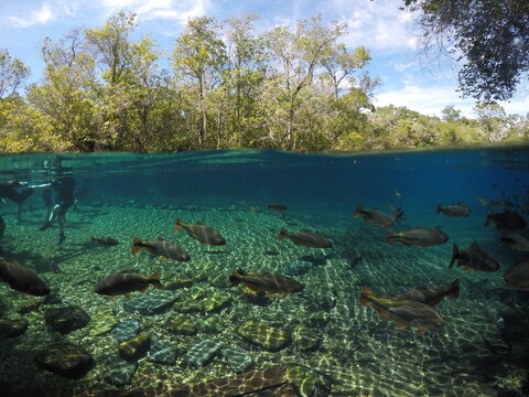 Aguas Cristalinas Bonito - Mato Grosso Do Sul - MT