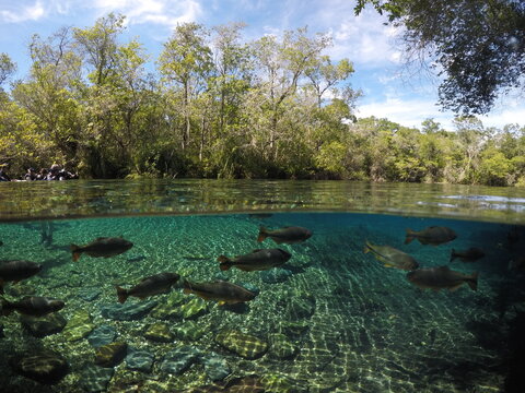 Aguas Cristalinas Bonito - Mato Grosso Do Sul - MT