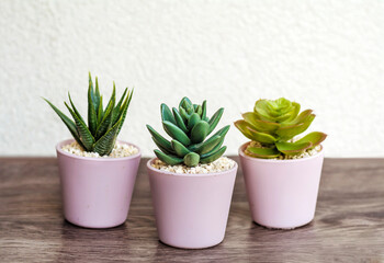 Indoor artificial plants, various succulents in mini pink pots. Home Decoration Ideas 