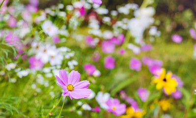 Pink and White Blooming Cosmos Flowers Background 