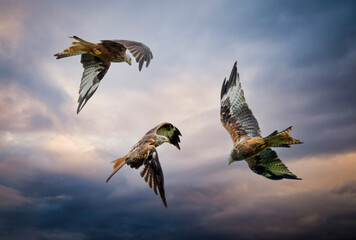 Three Red Kites in flight