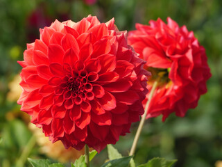 Dahlienbl&uuml;te im M&uuml;nsterland