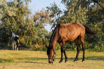 Obraz premium An adult horse in a green meadow eats grass.