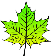 Maple Leaf vector colour autumn