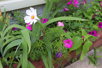 A mixture of cosmos, lily, and petunias growing in a flowerbed