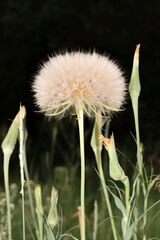 Big dandelion umbrella on vintage background