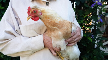 a white chicken is held in the hands of a woman. a highsex chicken is in the hands of a farmer. eco-friendly poultry meat.