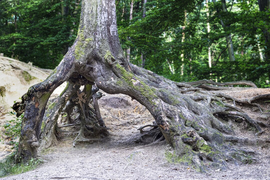 Tree with interesting root, photographed in the park