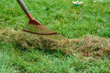 Cleaning mowed grass from the lawn with a fan rake, close-up