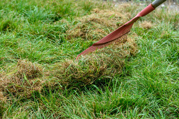 Thinning the lawn in the garden with a fan rake