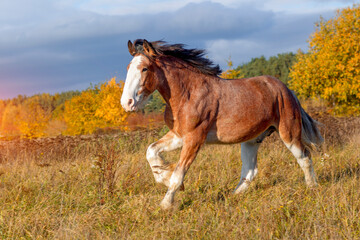 Clydesdale horse galloping through the field