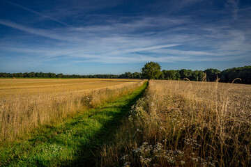 Paysage campagne 1038
